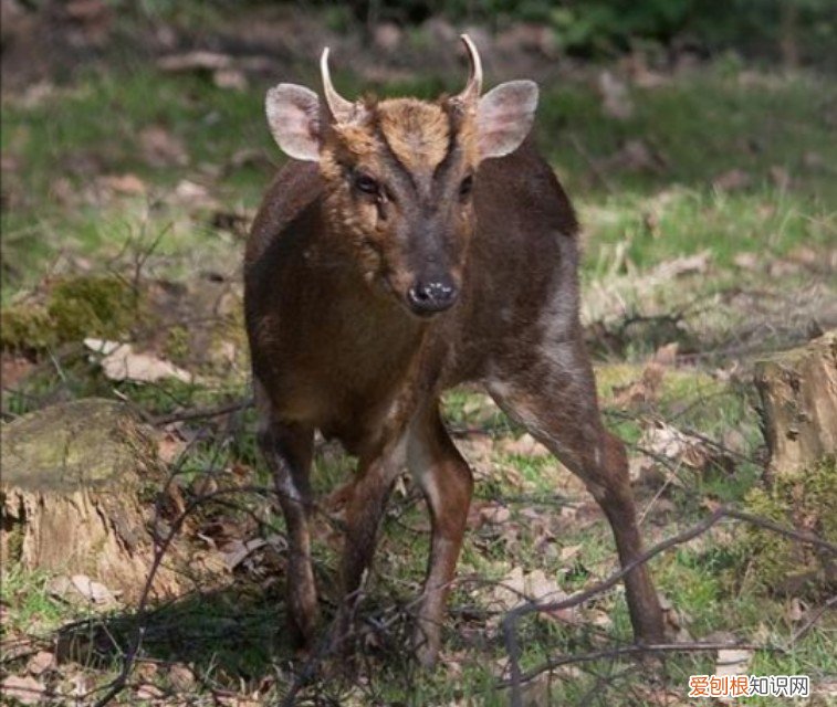 麂子长角是雌的还是雄的