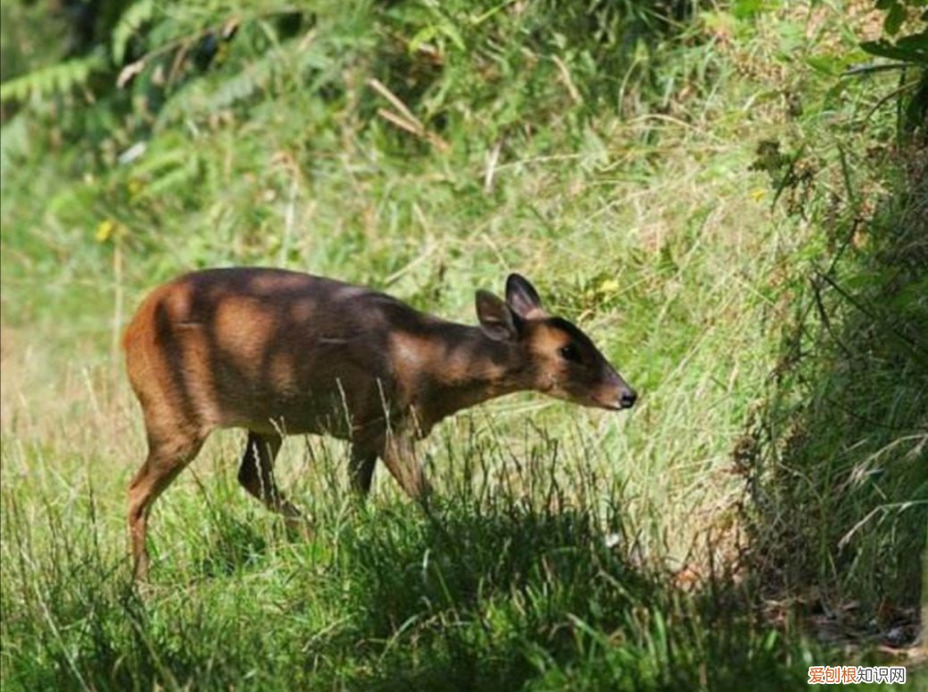 麂子长角是雌的还是雄的