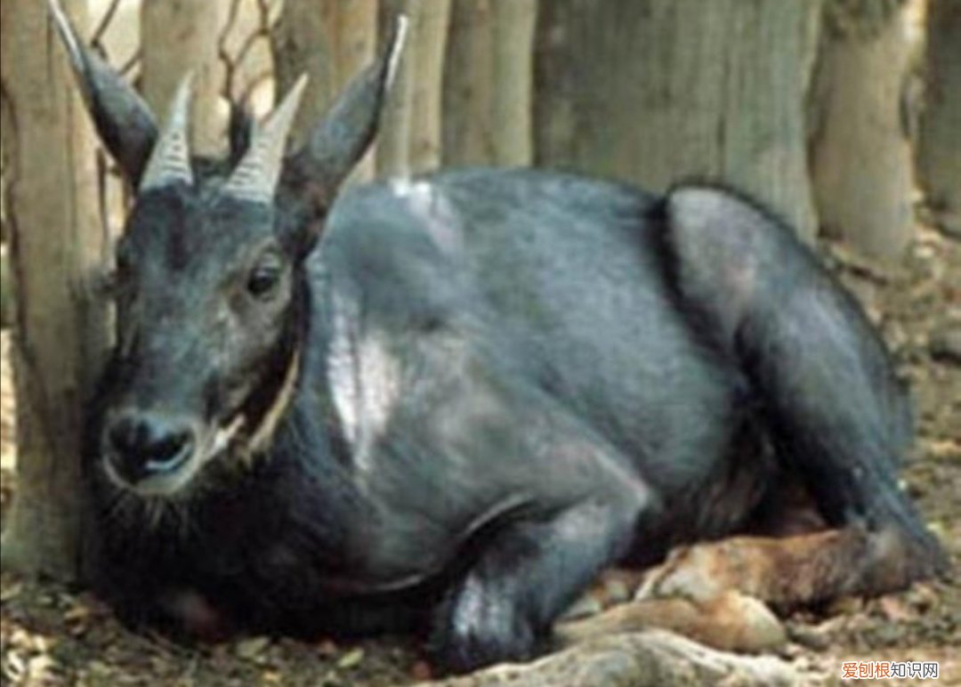 麂子长角是雌的还是雄的