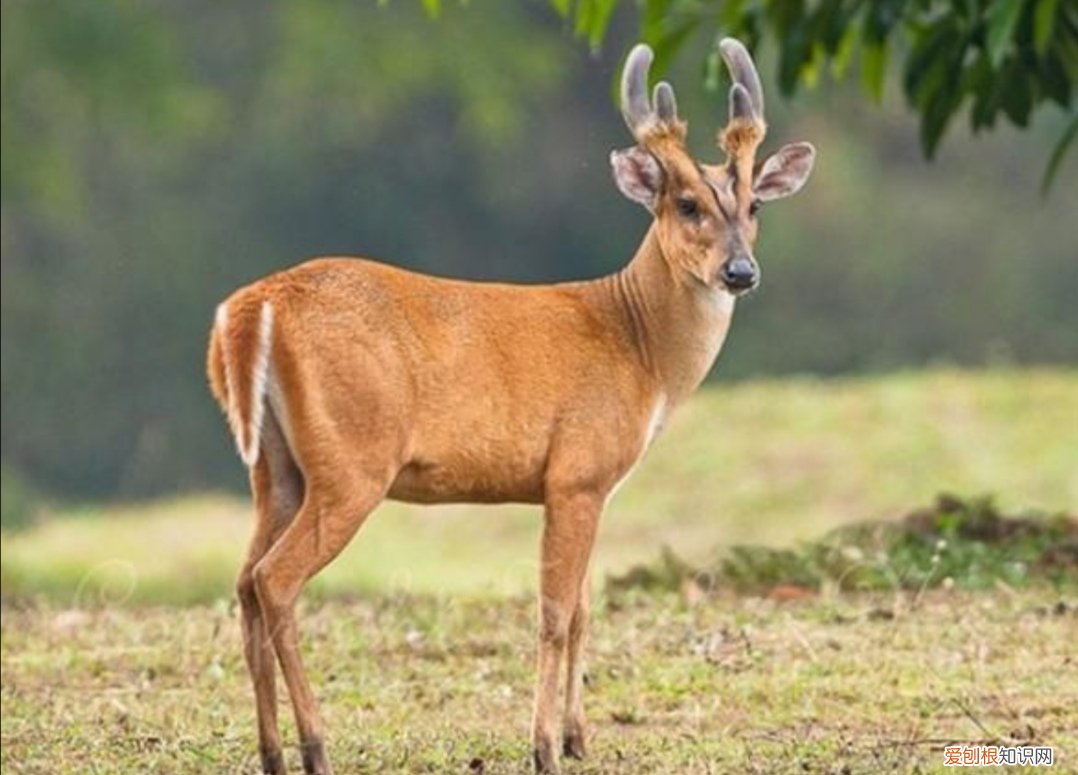 麂子长角是雌的还是雄的