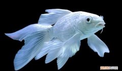 蝴蝶鲤的寓意和象征