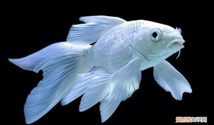 蝴蝶鲤的寓意和象征