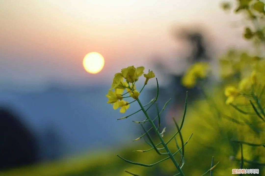 每一首都堪称经典 陆游最有名的十首诗