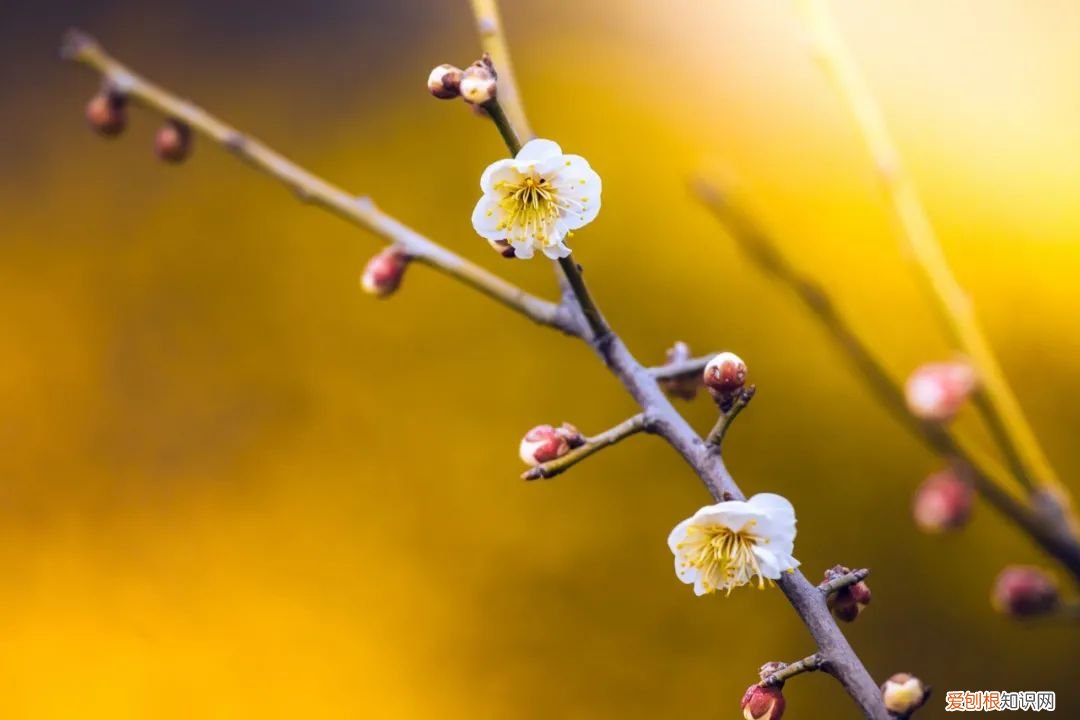 每一首都堪称经典 陆游最有名的十首诗