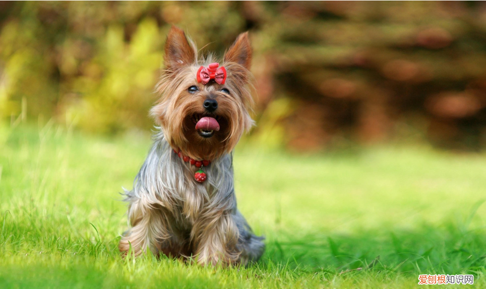 约克夏多少钱一只？附上价格参考，千万别买贵了