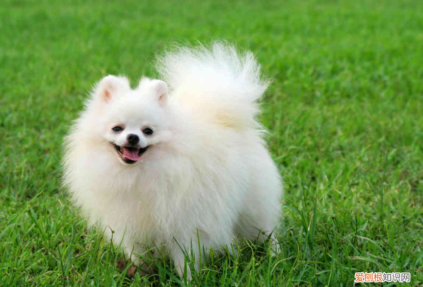 约克夏多少钱一只？附上价格参考，千万别买贵了