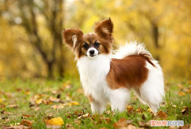 约克夏多少钱一只？附上价格参考，千万别买贵了