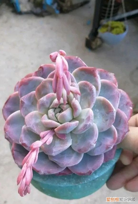 多肉植物怎么养？多肉植物，10大养护技巧