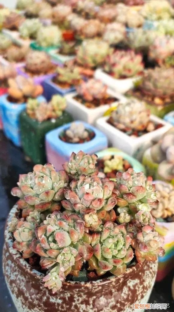 多肉植物怎么养？多肉植物，10大养护技巧