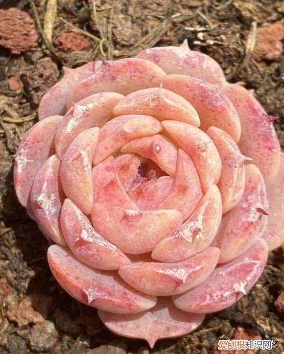 多肉植物怎么养？多肉植物，10大养护技巧