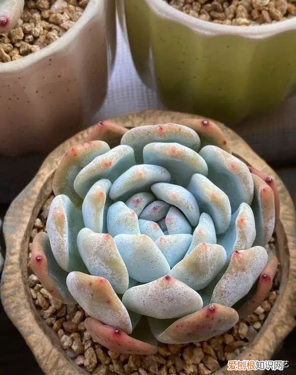 多肉植物怎么养？多肉植物，10大养护技巧