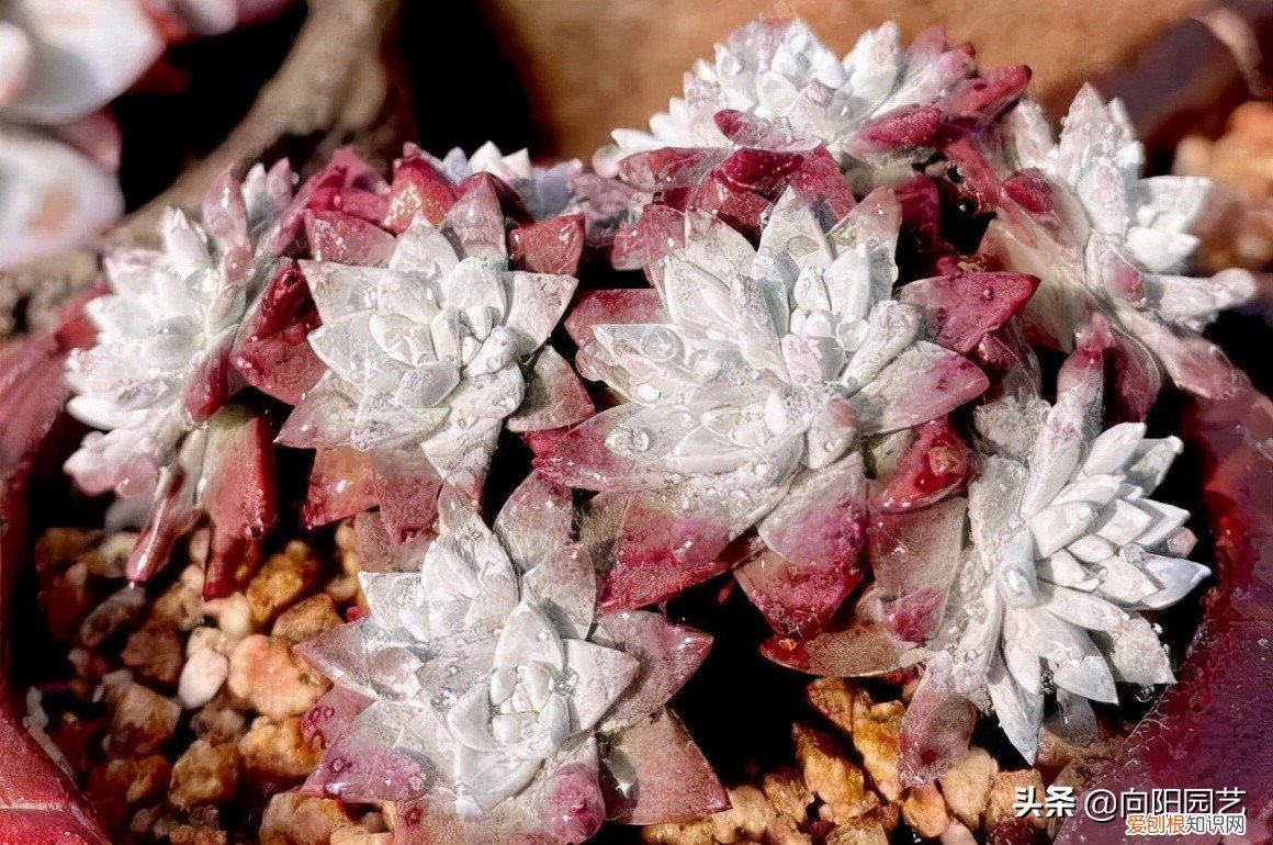 多肉植物怎么养？多肉植物，10大养护技巧