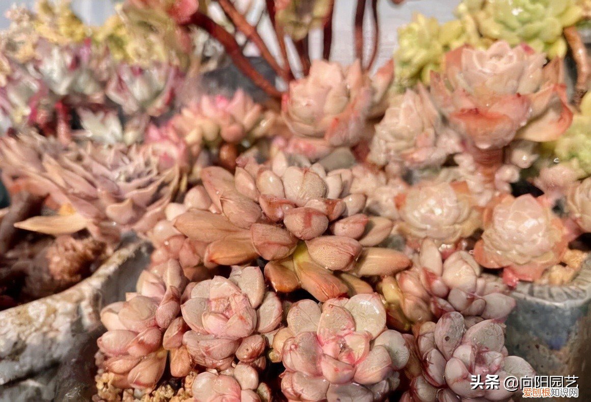 多肉植物怎么养？多肉植物，10大养护技巧