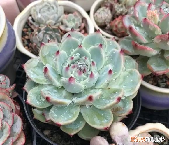 多肉植物怎么养？多肉植物，10大养护技巧