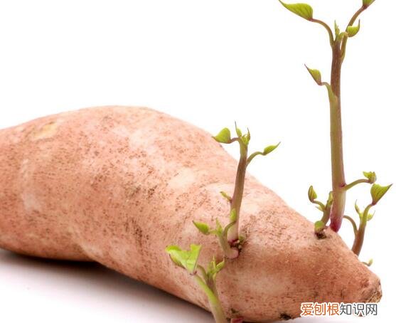 土豆发芽了还能吃吗？发芽的土豆是不能够吃，有毒
