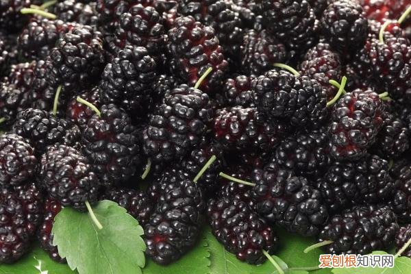 一颗桑葚好处多，现在吃刚好 桑葚的功效与作用