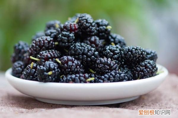 一颗桑葚好处多，现在吃刚好 桑葚的功效与作用