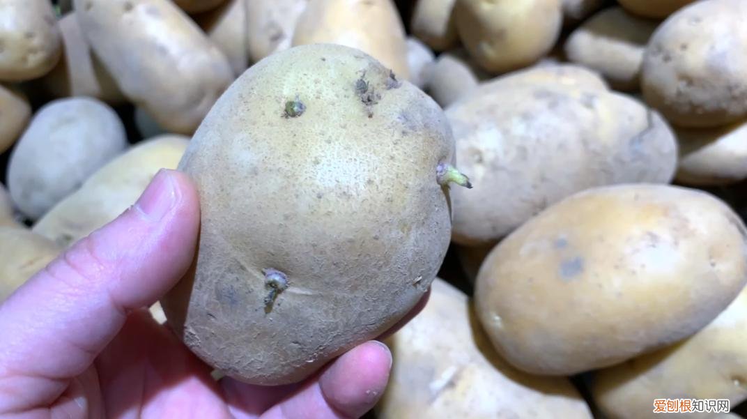 红薯发芽了还能吃吗？专家告诉你答案