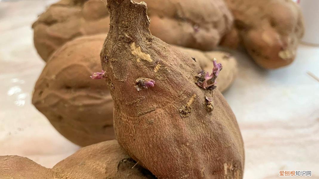 红薯发芽了还能吃吗？专家告诉你答案