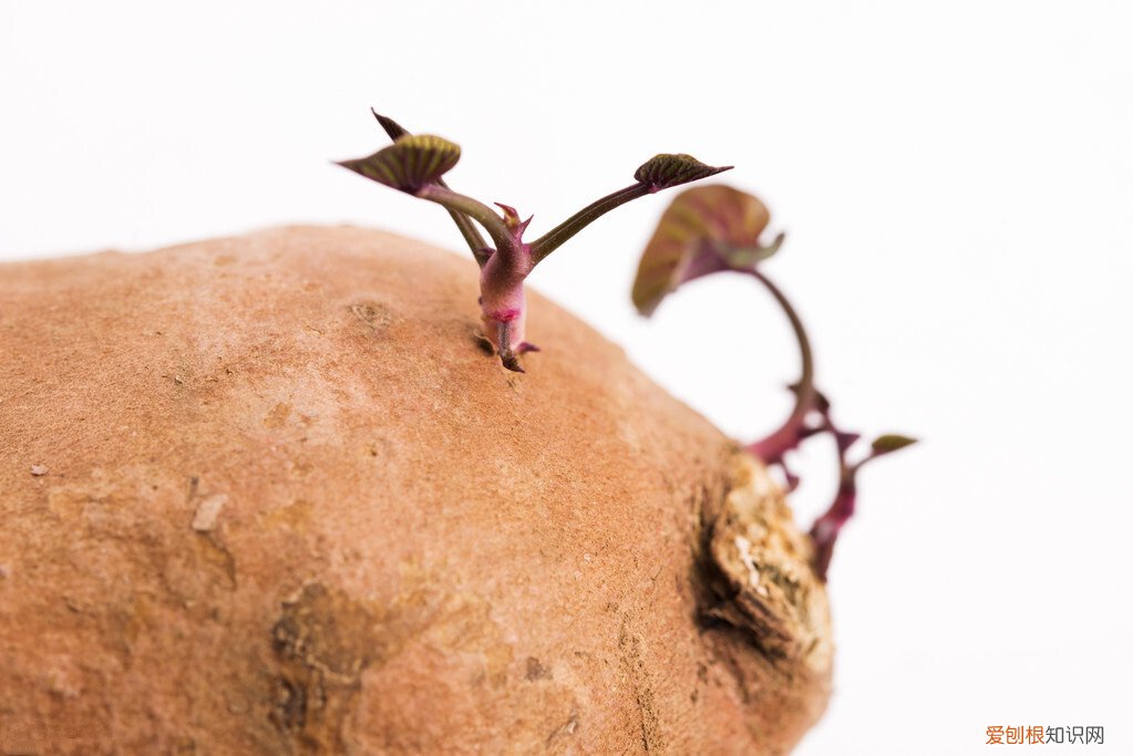 红薯发芽了还能吃吗？专家告诉你答案