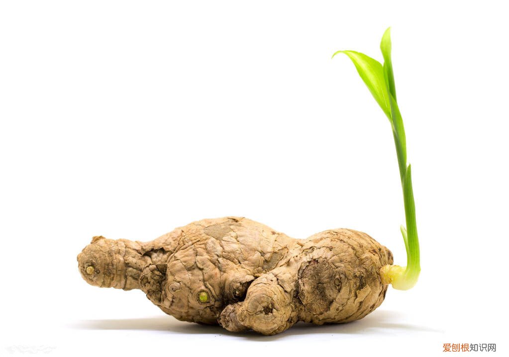 红薯发芽了还能吃吗？专家告诉你答案
