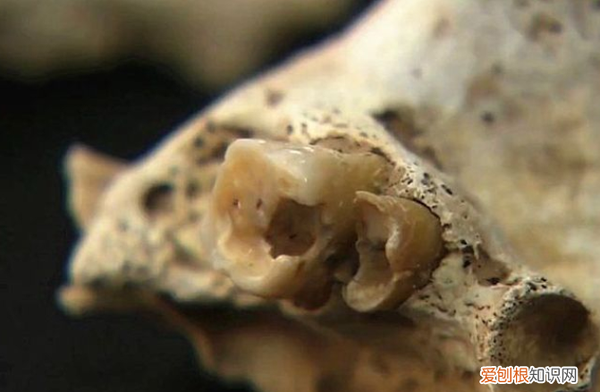 曹操墓葬在哪里?曹操真墓现世,陪葬品令人意外