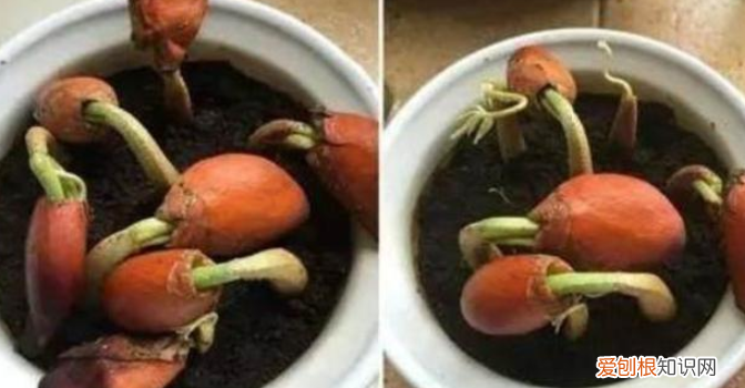 榴莲树几年结果开花？种子埋土里，第二年就能开花结果