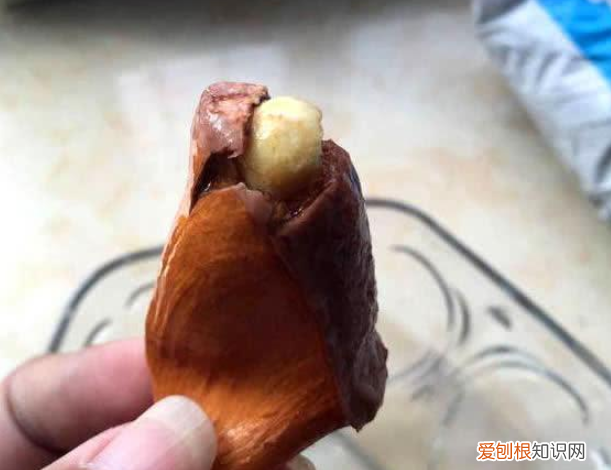 榴莲树几年结果开花？种子埋土里，第二年就能开花结果