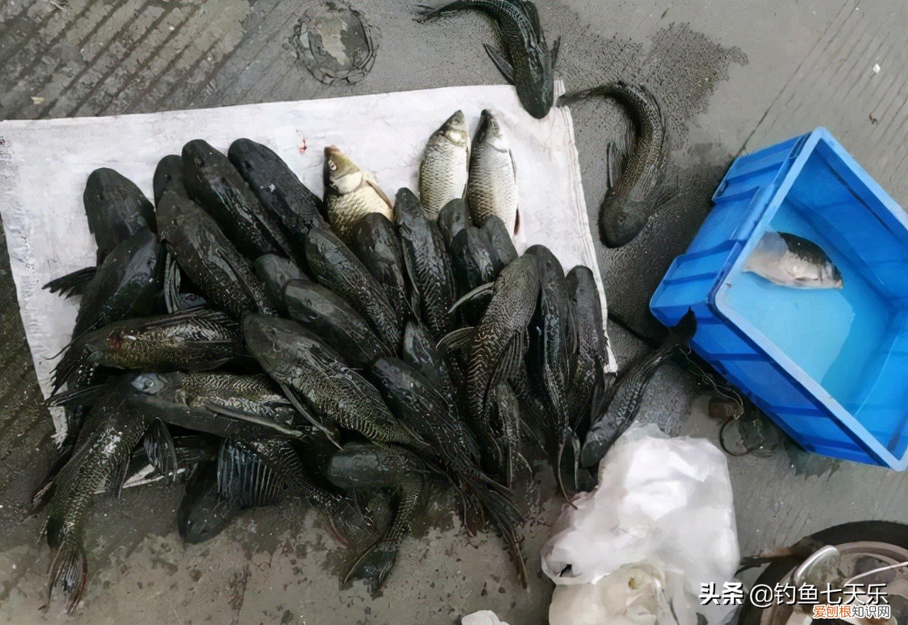 清道夫鱼生命力有多强？清道夫的顽强让网友大开眼界