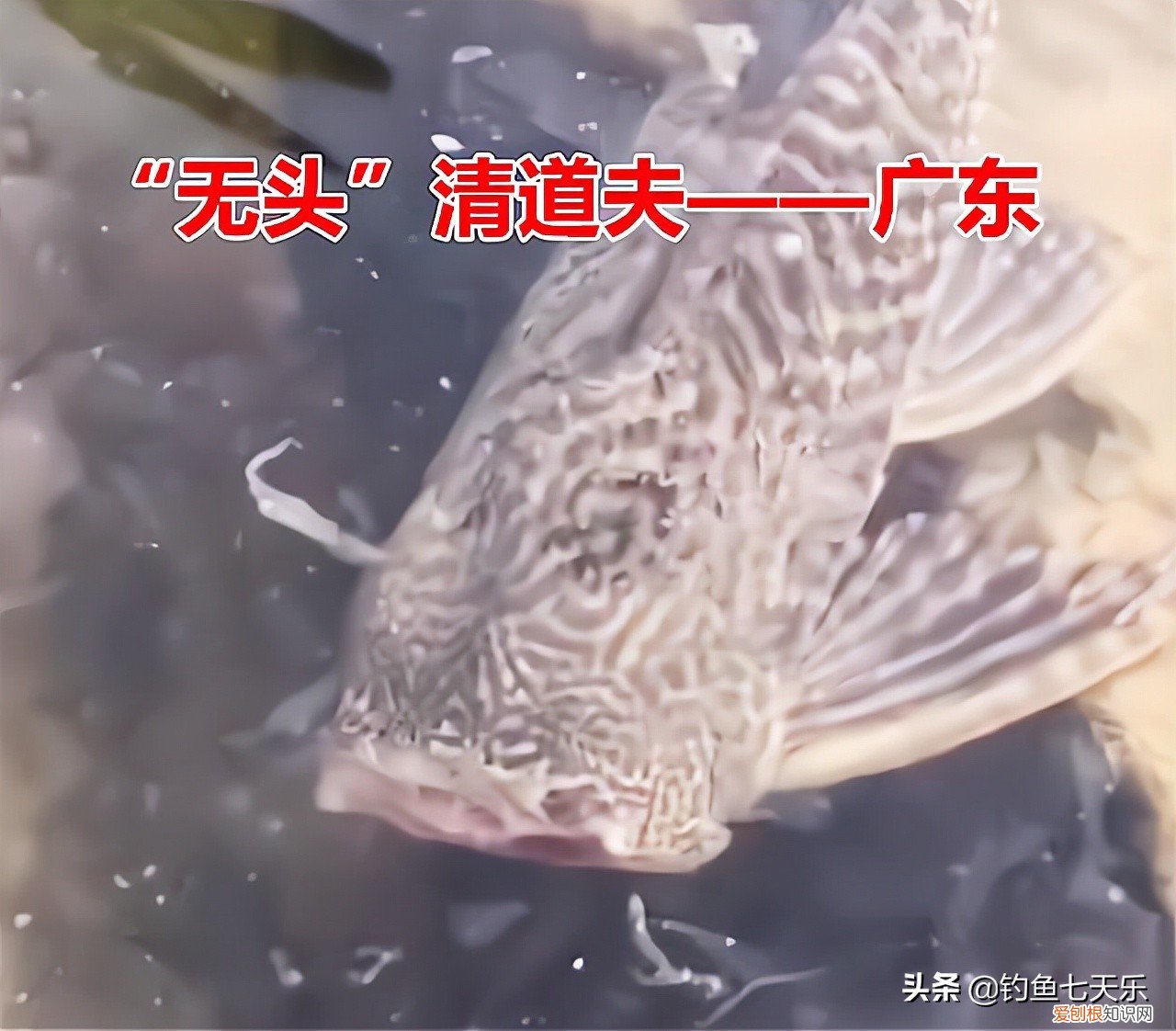 清道夫鱼生命力有多强？清道夫的顽强让网友大开眼界