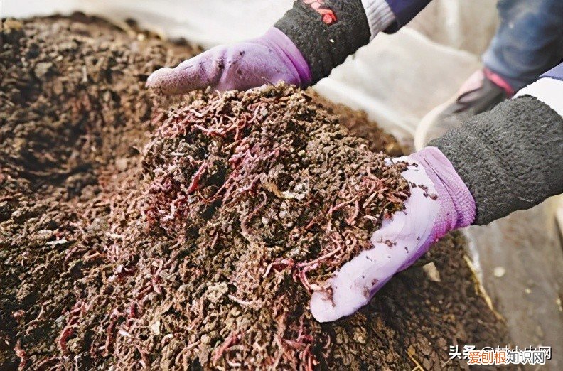 养殖业什么最赚钱农村？这6个农村养殖项目挺稳的