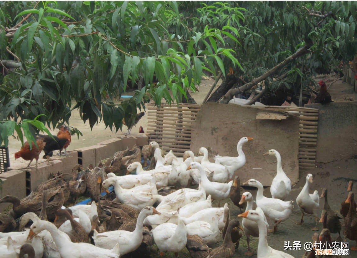养殖业什么最赚钱农村？这6个农村养殖项目挺稳的