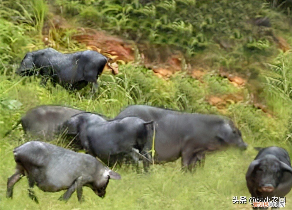 养殖业什么最赚钱农村？这6个农村养殖项目挺稳的