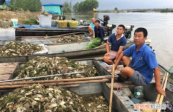 养殖业什么最赚钱农村？这6个农村养殖项目挺稳的