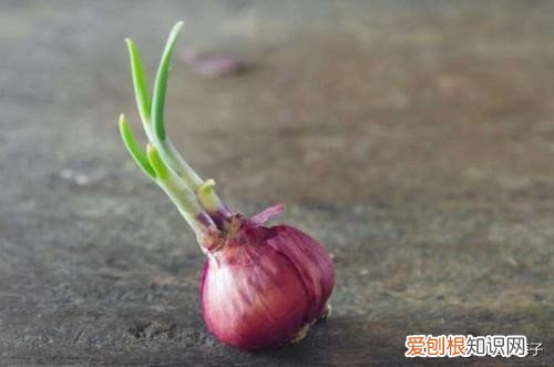 洋葱发芽了还能吃吗？营养师几句话，解开了多年疑惑