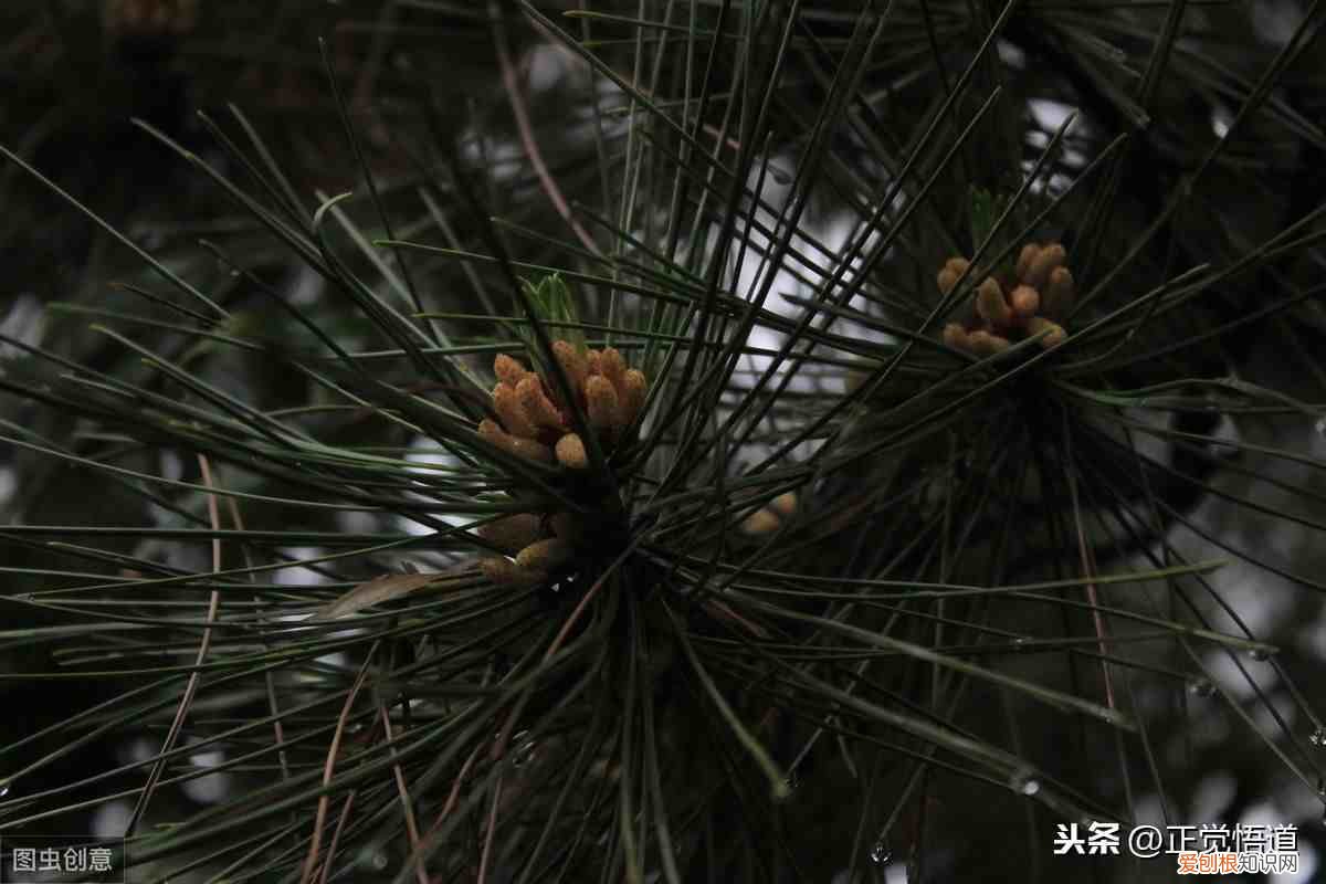 世界上哪些国家要过圣诞节 哪些国家过圣诞节