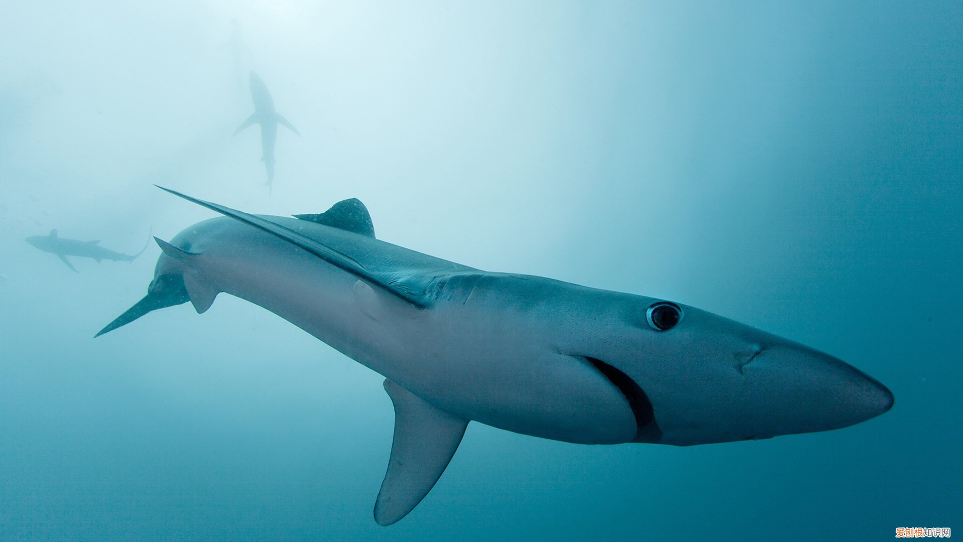 看看你能挑战几个 史上最难最变态绕口令