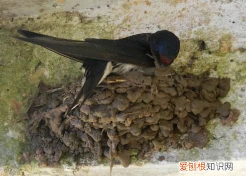 燕子在家里搭窝预示着什么意思？预示着四件事，不要打也不要赶