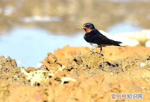 燕子在家里搭窝预示着什么意思？预示着四件事，不要打也不要赶