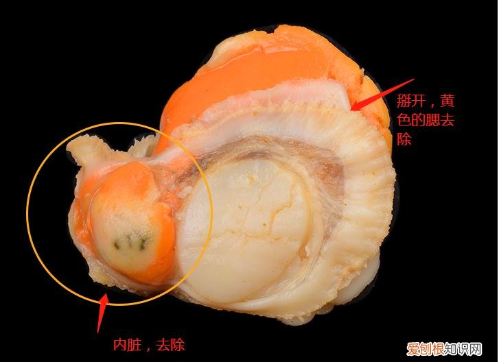 附：详图解释，一看就懂了 扇贝肉怎么处理干净