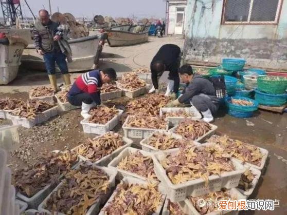 海星这么吃，营养价值堪比海参 海星怎么吃
