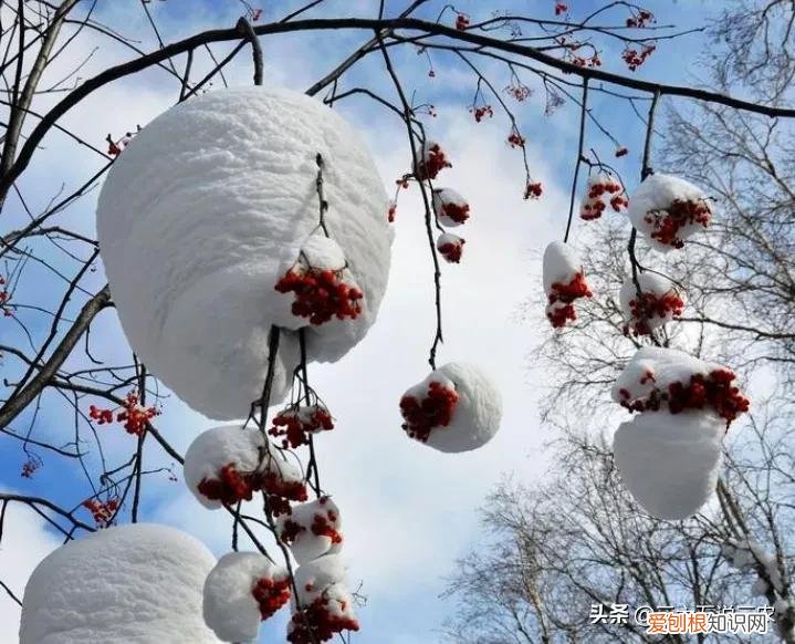 冬至是冬天的开始吗？冬至节气能预兆，看看老祖宗怎么说