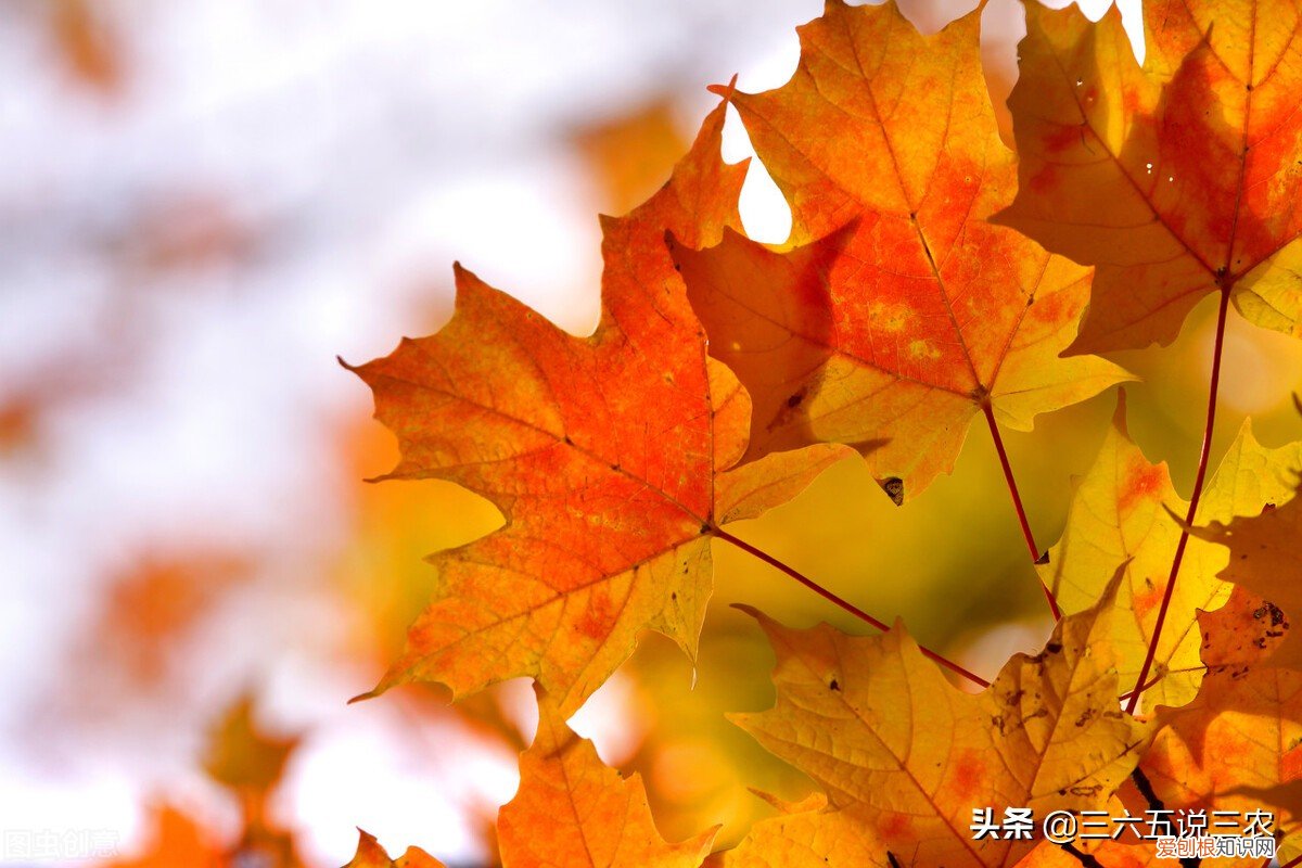 冬至是冬天的开始吗?冬至节气能预兆,看看老祖宗怎么说