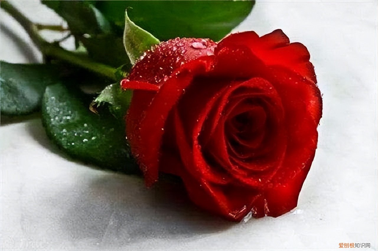 母亲节送什么花？这5种“妈妈花”早些准备