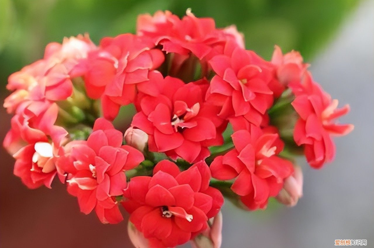 母亲节送什么花？这5种“妈妈花”早些准备