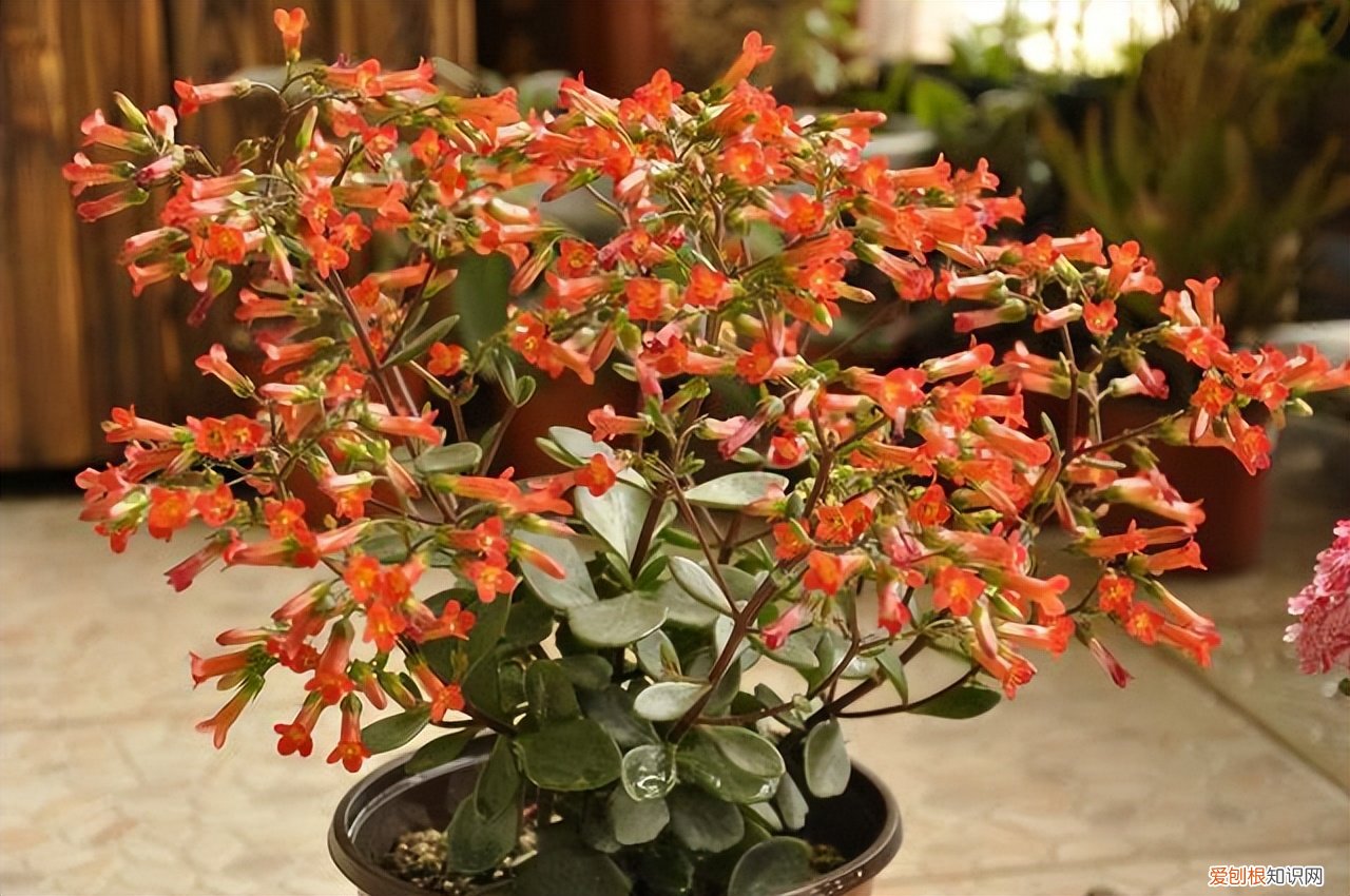 母亲节送什么花？这5种“妈妈花”早些准备