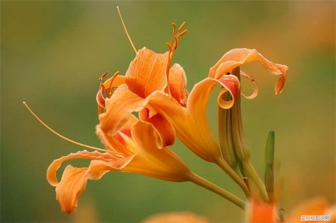 母亲节送什么花？这5种“妈妈花”早些准备