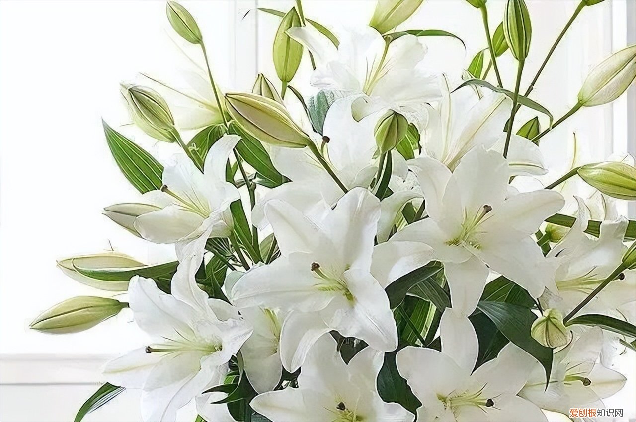 母亲节送什么花？这5种“妈妈花”早些准备