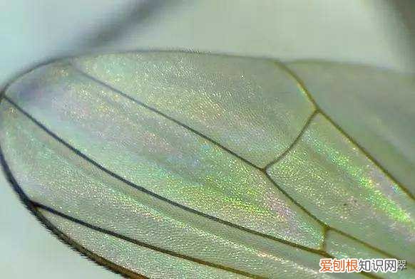 怎样鉴别翡翠？拥有这5个特征的翡翠才是天然A货