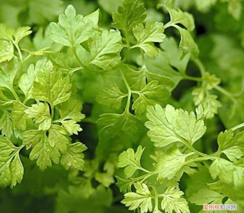 为什么芹菜叶子不能吃？芹菜叶的这些秘密，现在知道还不晚